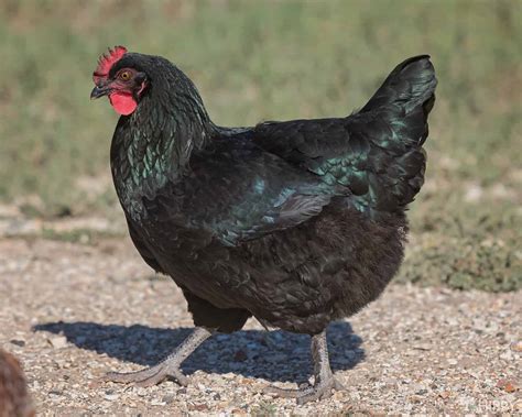 splash maran chicken|midnight majesty maran chicken facts.